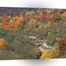 Forest Changing Seasons Smoky Mountains Tennessee A1 XLarge Canvas