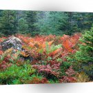 Forest Colorful Ferns In Autumn Acadia Maine A1 XLarge Canvas