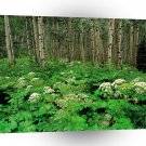 Forest Cow Parsnip Quaking Aspen A1 XLarge Canvas