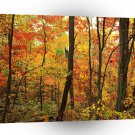 Forest Crimson Appalachian Mountains A1 XLarge Canvas