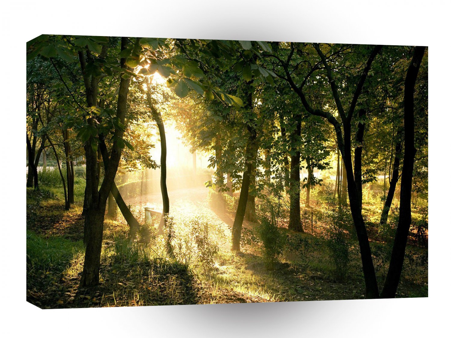 Forest Dawn In Madrid A1 XLarge Canvas