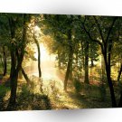 Forest Dawn In Madrid A1 XLarge Canvas