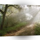Forest Douglas Family Preserve Santa Barbara A1 XLarge Canvas