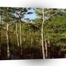 Forest Dwarf Cypress Everglades Florida A1 XLarge Canvas