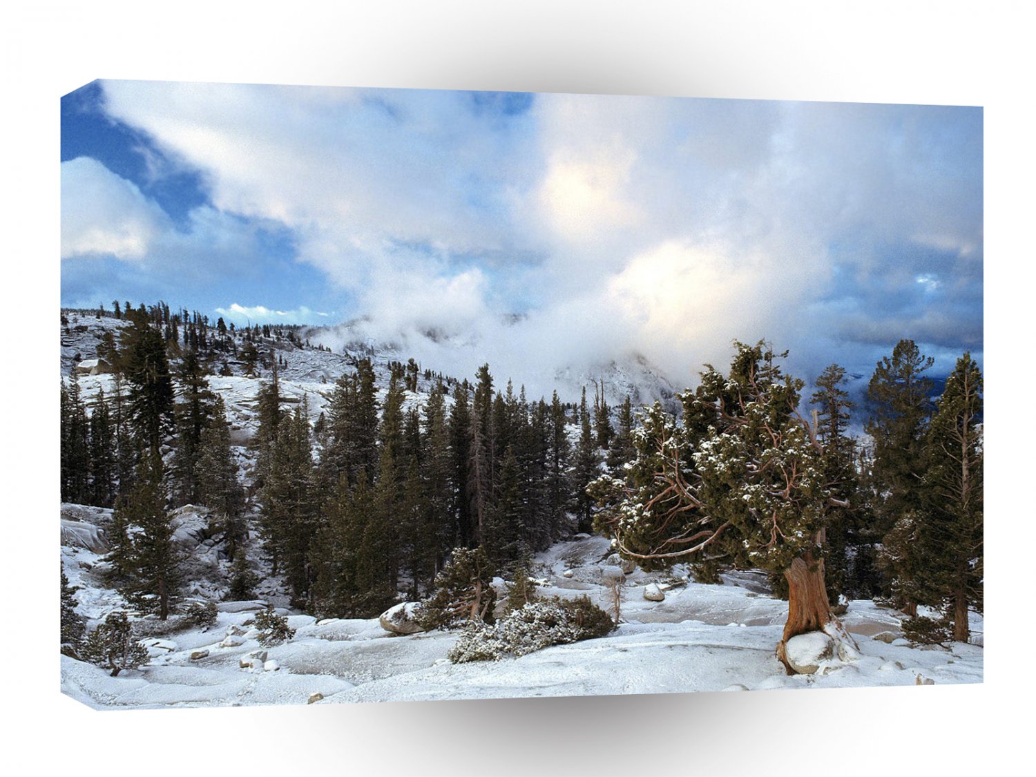 Forest Early Snow Tree Huddle Sierra Nevada A1 XLarge Canvas