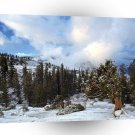 Forest Early Snow Tree Huddle Sierra Nevada A1 XLarge Canvas