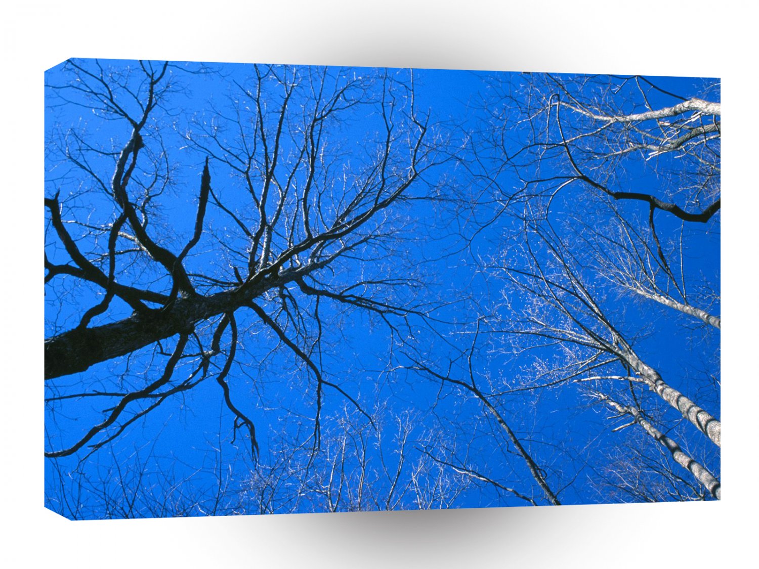 Forest East Deciduous Tennessee A1 XLarge Canvas