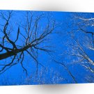 Forest East Deciduous Tennessee A1 XLarge Canvas