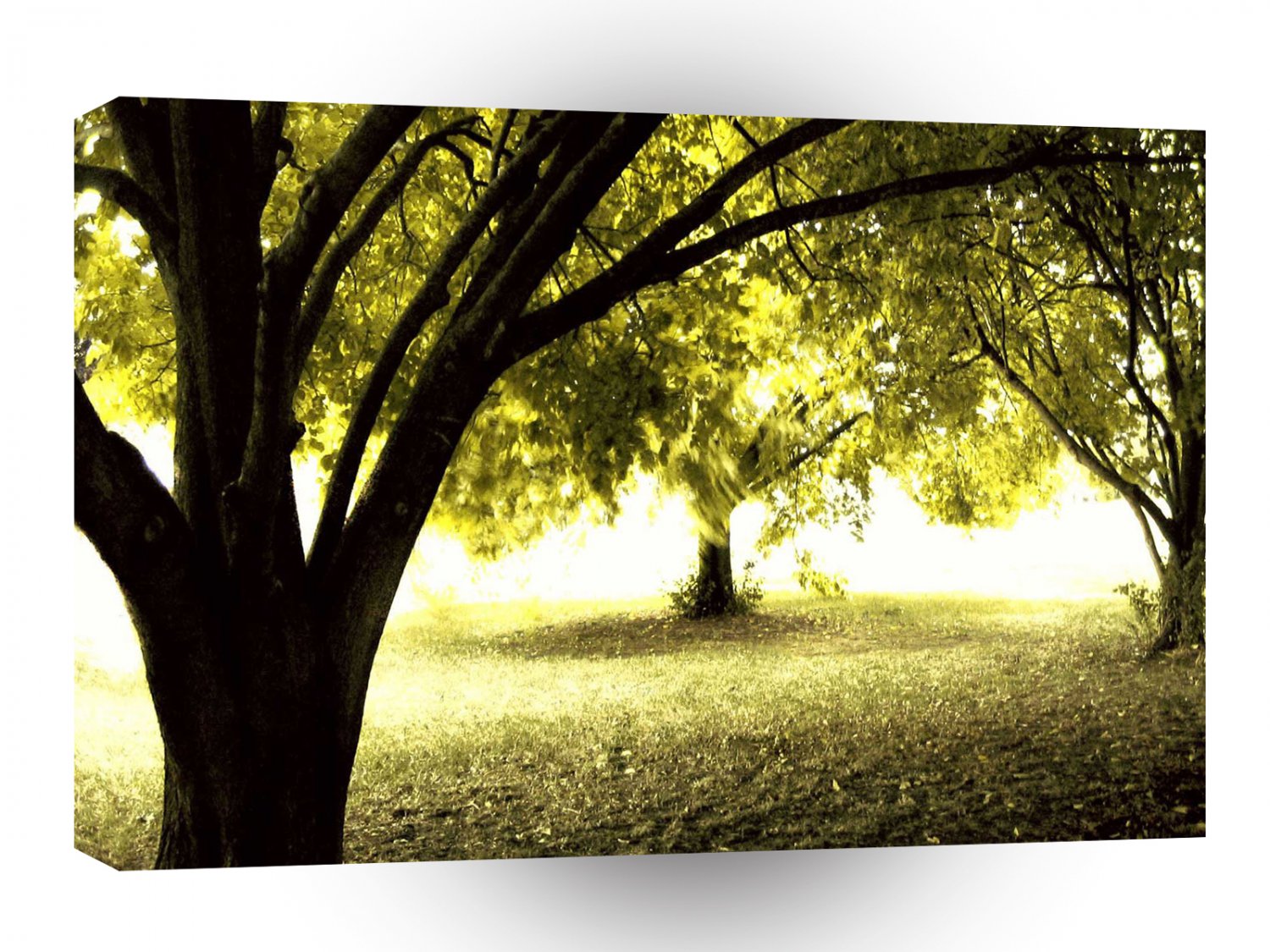 Forest Ghostly Sunshine A1 XLarge Canvas