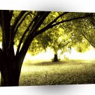 Forest Ghostly Sunshine A1 XLarge Canvas
