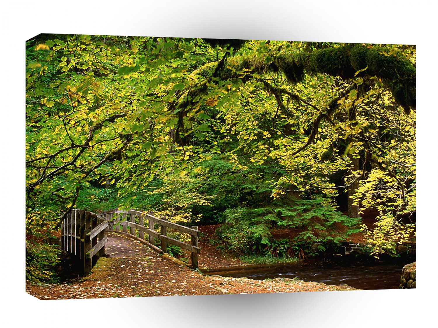 Forest Going Home Silver Falls Park A1 XLarge Canvas