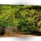 Forest Going Home Silver Falls Park A1 XLarge Canvas