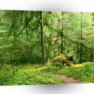 Forest Gray Wolf River Trail Olympic A1 XLarge Canvas