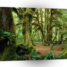 Forest Hall Of Mosses Olympic A1 XLarge Canvas