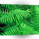 Forest Hammock Fatchafalaya Basin Louisiana A1 XLarge Canvas