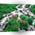 Forest Indian Peaks Wilderness Roosevelt A1 XLarge Canvas