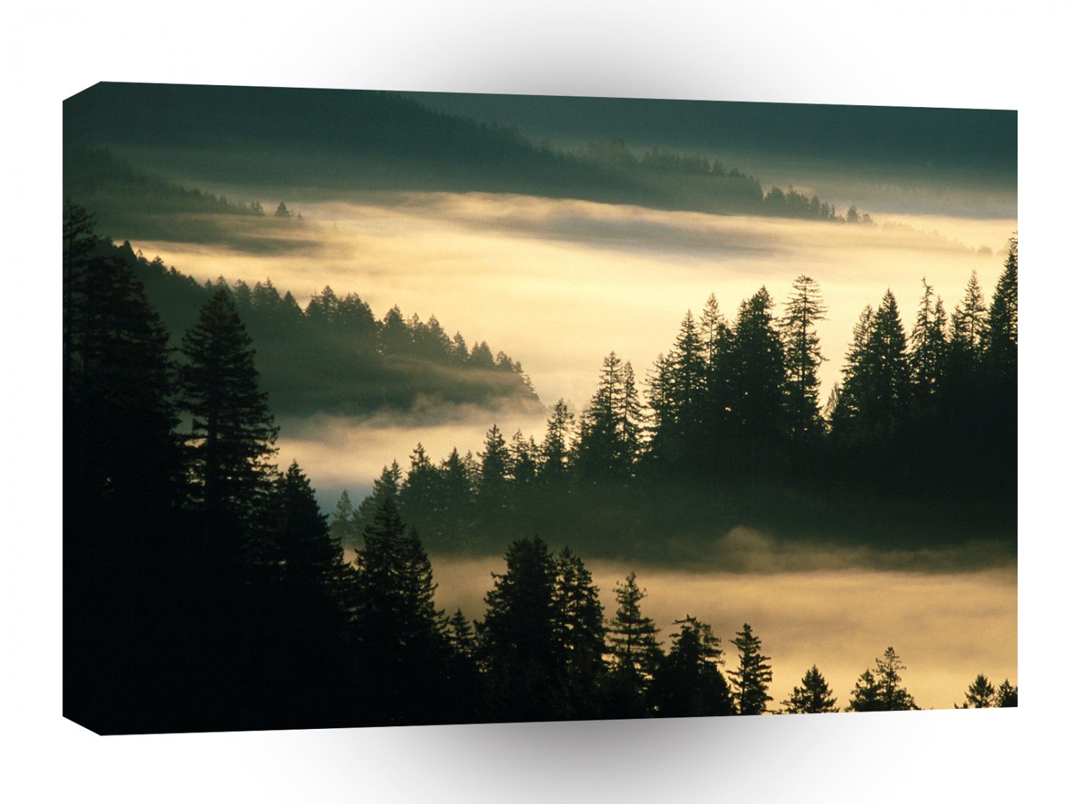 Forest Indian Siuslaw A1 XLarge Canvas