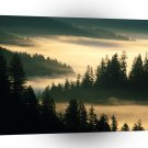 Forest Indian Siuslaw A1 XLarge Canvas