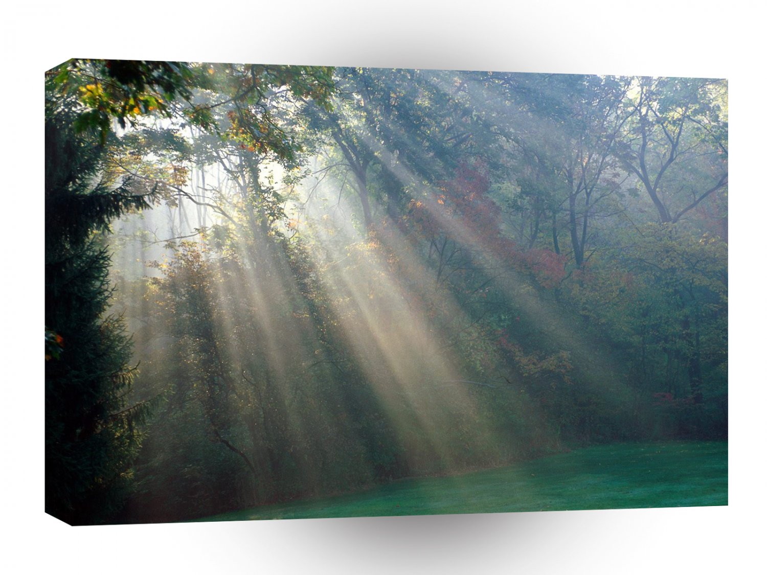 Forest Into Clearing Hunting Valley Ohio A1 XLarge Canvas