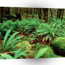 Forest Kepler Track South New Zealand A1 XLarge Canvas