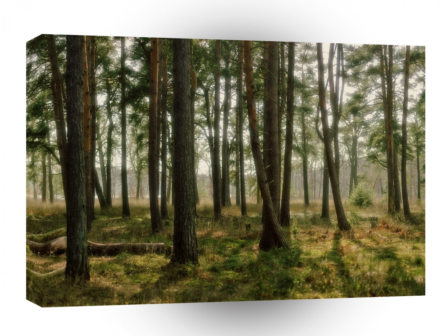 Forest Lonely Woods A1 XLarge Canvas