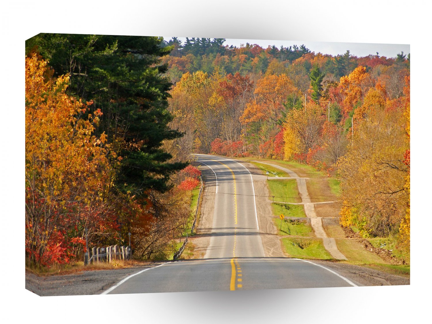 Forest Long Road A1 XLarge Canvas