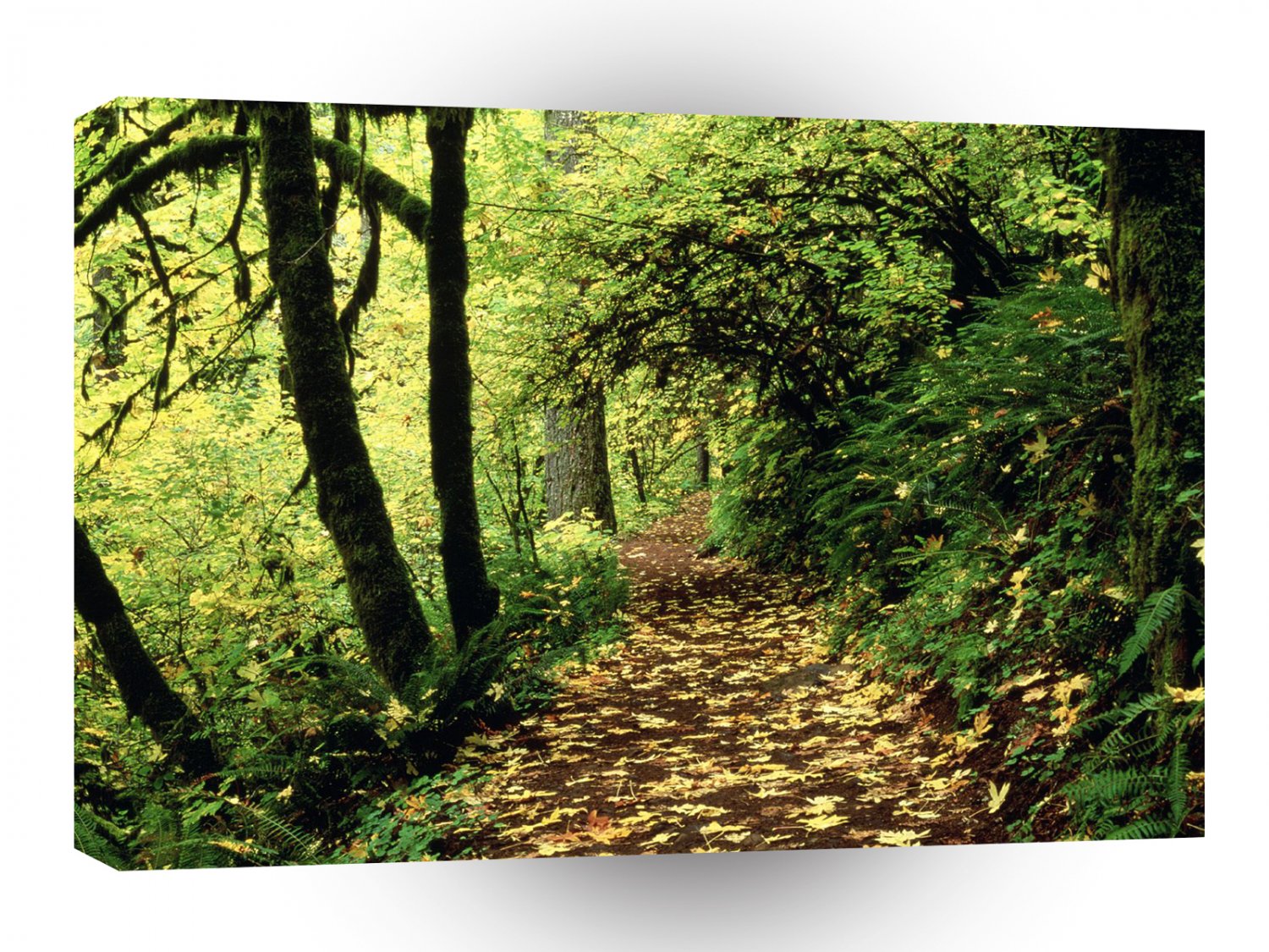 Forest Maple Lined Silver Trail Silver Falls A1 XLarge Canvas