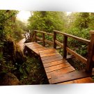 Forest Mayne Walkway A1 XLarge Canvas