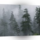 Forest Mist Clearing Storm Mount Hood A1 XLarge Canvas