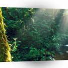 Forest Monteverde Cloud Costa Rica A1 XLarge Canvas