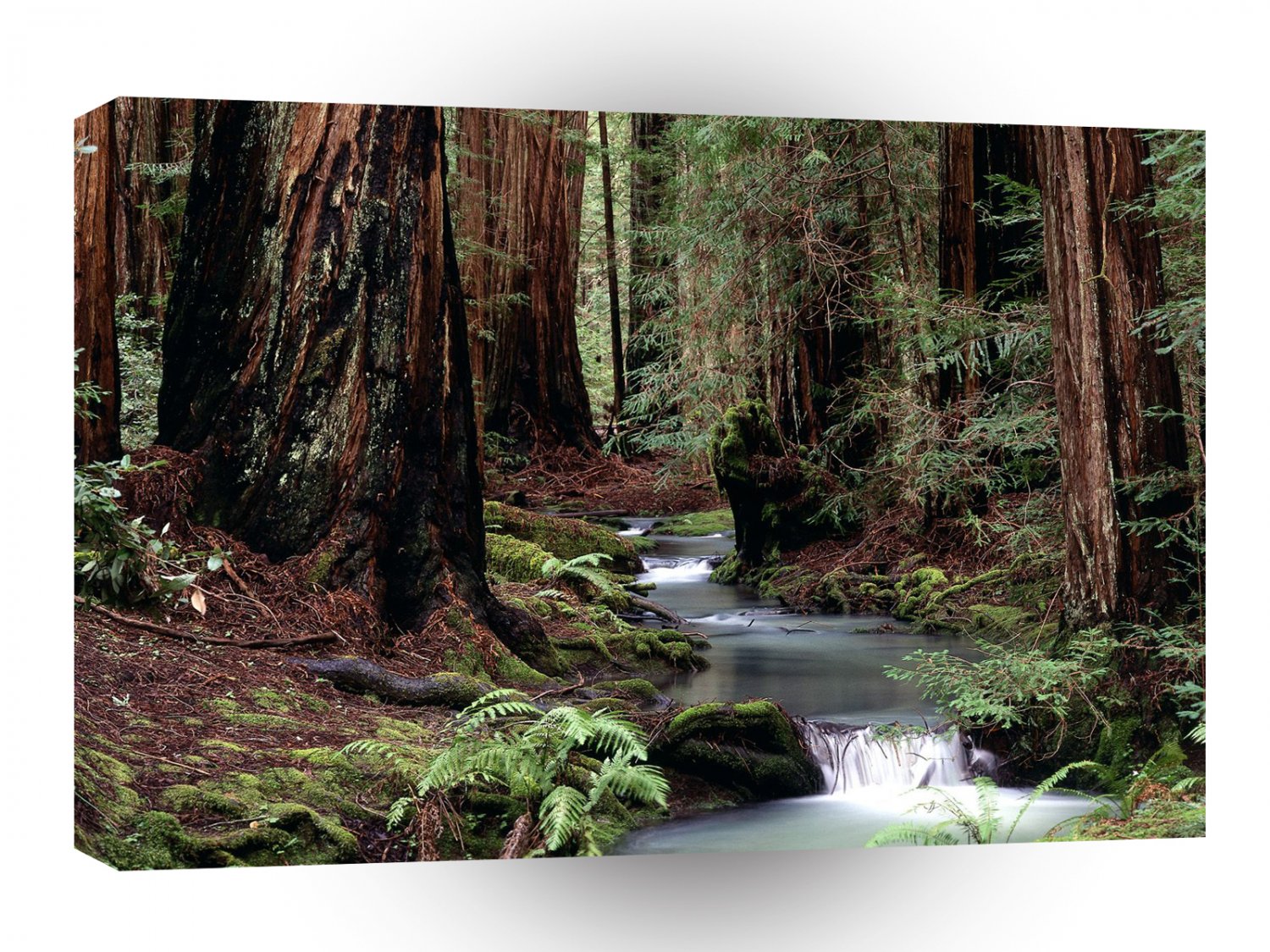 Forest Montgomery Woods Reserve A1 XLarge Canvas