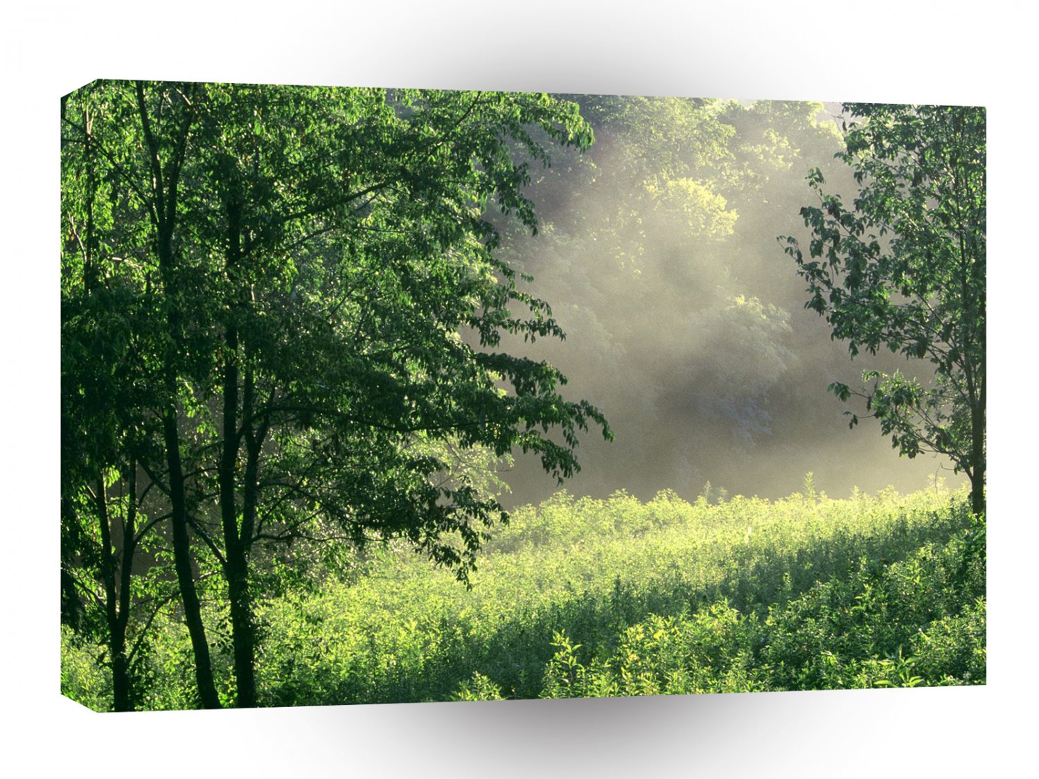 Forest Morning Meadow Park A1 XLarge Canvas