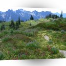 Forest Mountain Horizon Beyond A1 XLarge Canvas