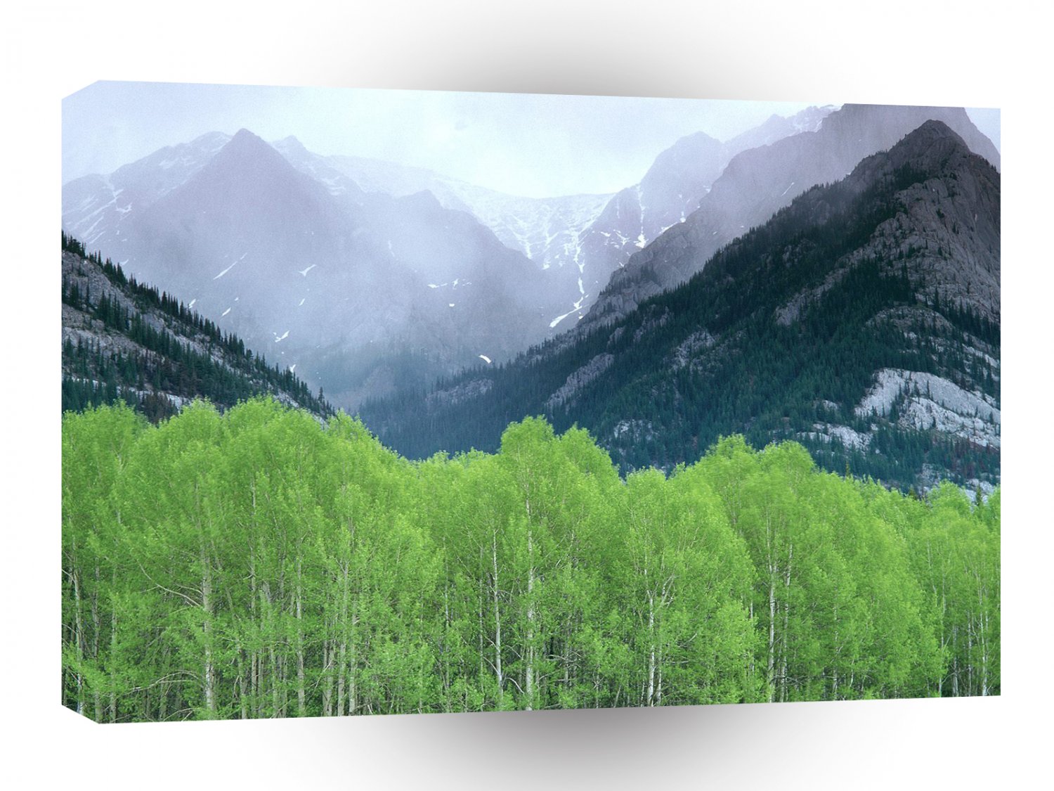 Forest Mountain Mist Alberta Canada A1 XLarge Canvas