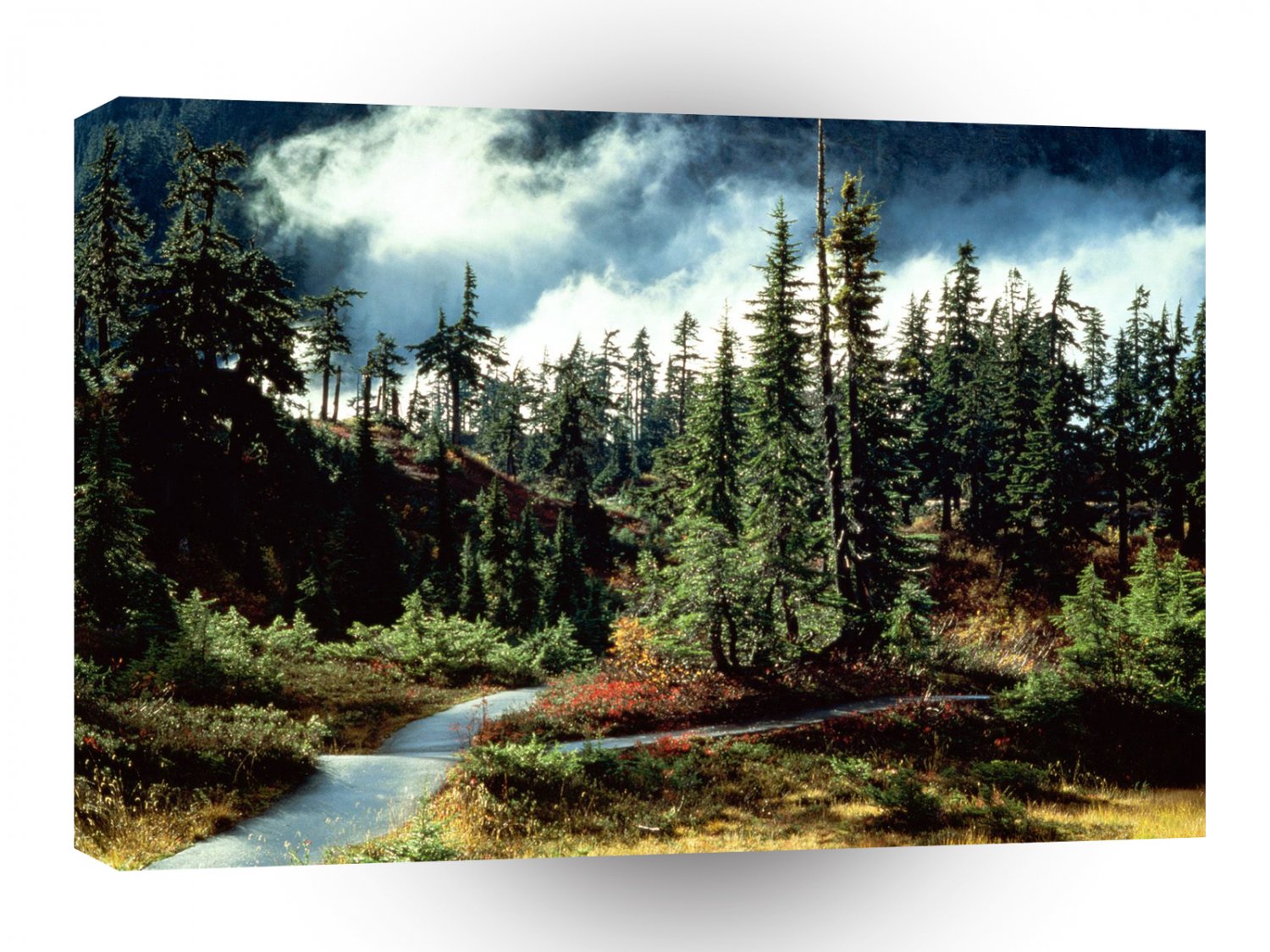 Forest Natures Majesty A1 XLarge Canvas