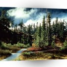 Forest Natures Majesty A1 XLarge Canvas