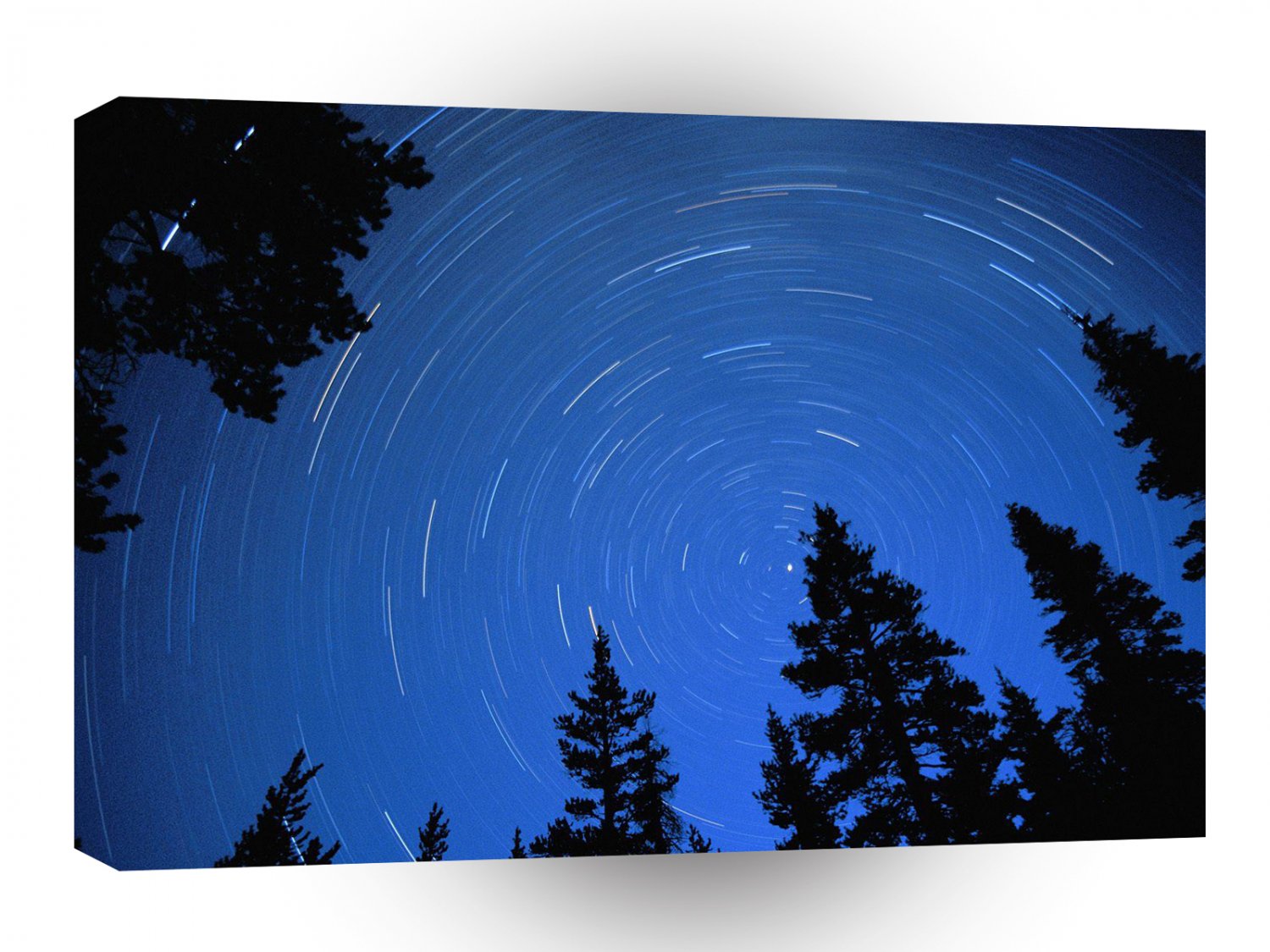 Forest Night Moves Idaho A1 XLarge Canvas