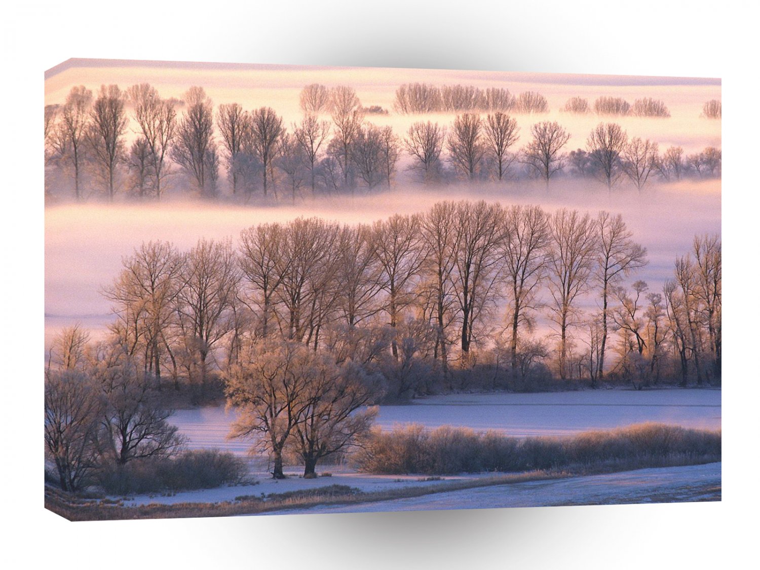 Forest On Misty Morning A1 XLarge Canvas