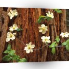 Forest Pacific Dogwood Redwood A1 XLarge Canvas