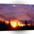 Forest Part Skies San Isabel A1 XLarge Canvas
