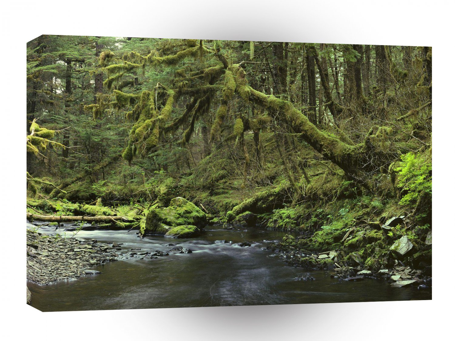 Forest Peaceful Alaska A1 XLarge Canvas