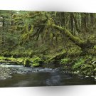 Forest Peaceful Alaska A1 XLarge Canvas