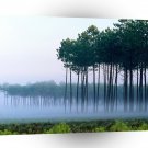 Forest Pine Landes France A1 XLarge Canvas