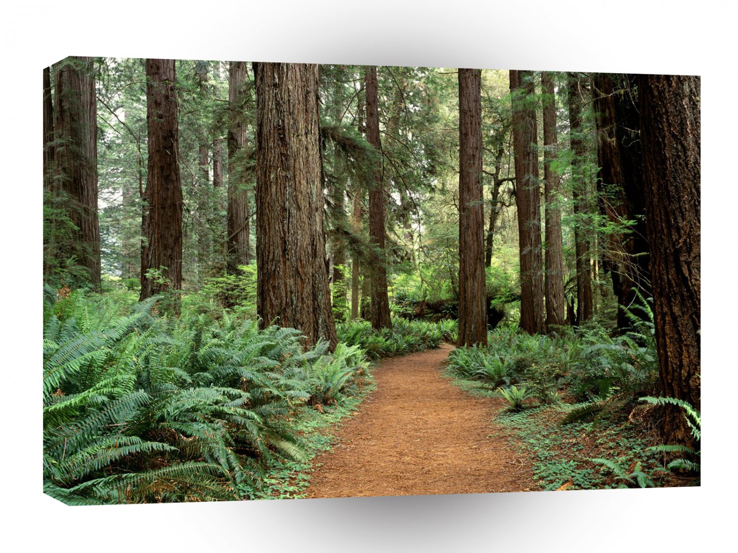 Forest Prairie Redwoods Park A1 XLarge Canvas