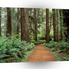 Forest Prairie Redwoods Park A1 XLarge Canvas
