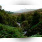 Forest Pure Stream Water A1 XLarge Canvas