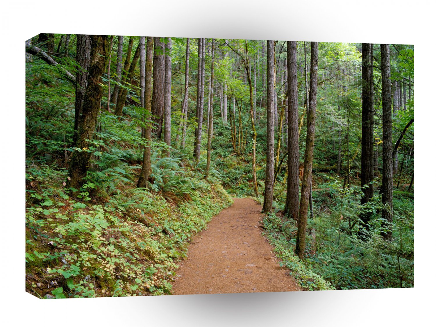 Forest Quiet Trail Columbia River Gorge A1 XLarge Canvas