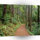 Forest Quiet Trail Columbia River Gorge A1 XLarge Canvas