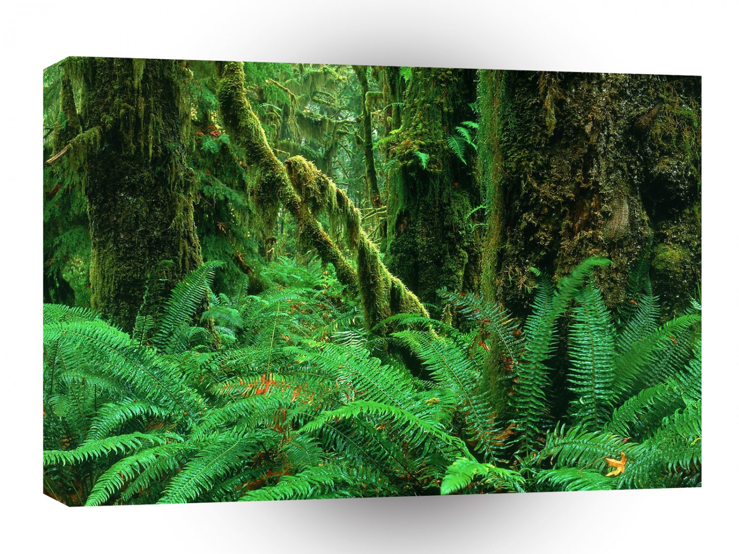 Forest Rain Olympic A1 XLarge Canvas