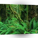 Forest Rain Olympic A1 XLarge Canvas